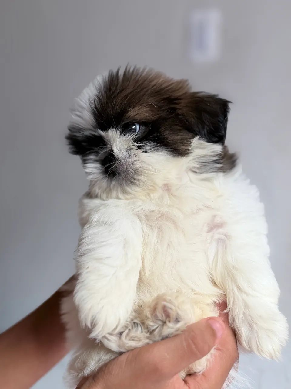 Shih tzu padrão top   - Foto 3