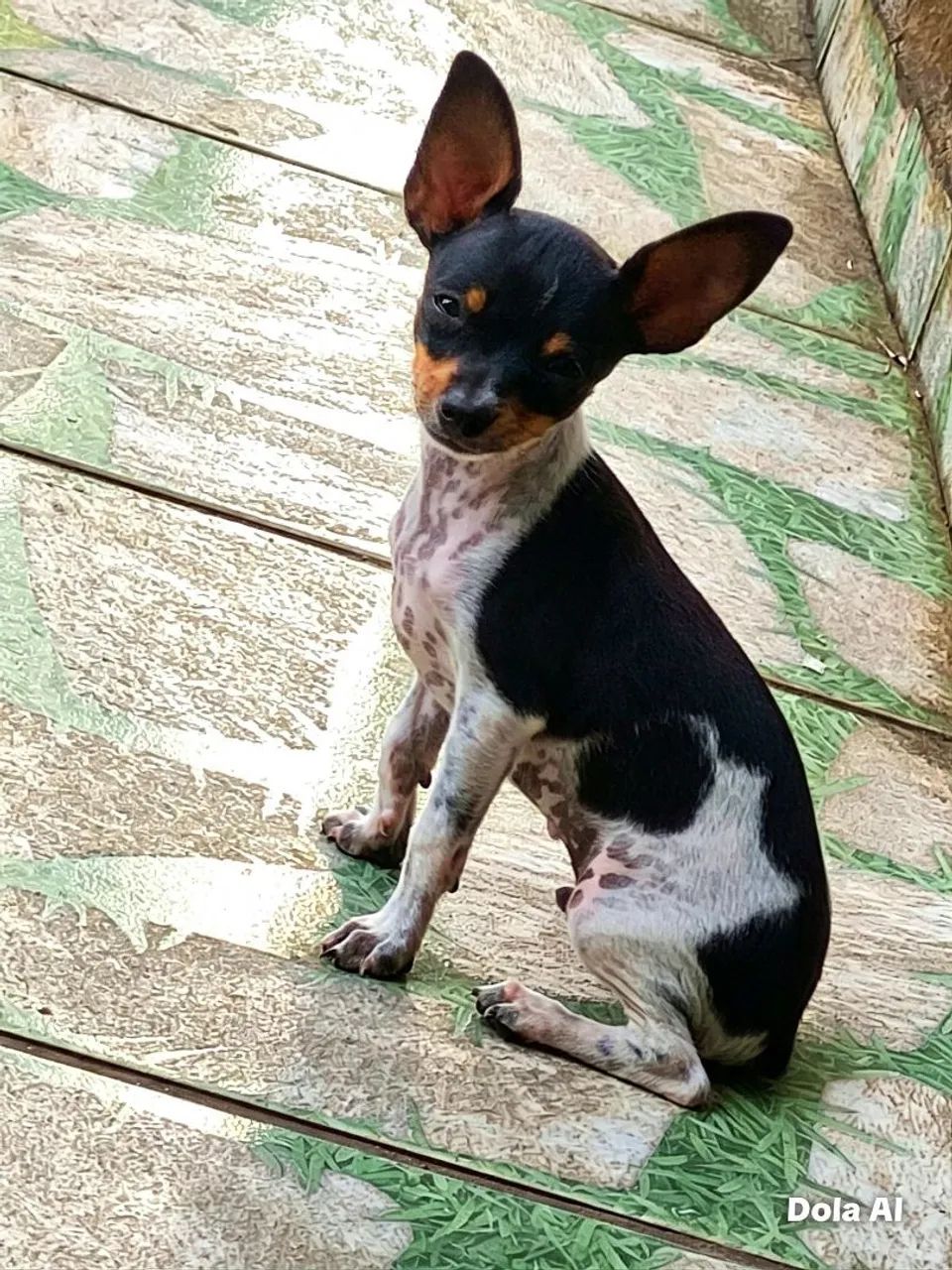 PINSHER - Foto 2