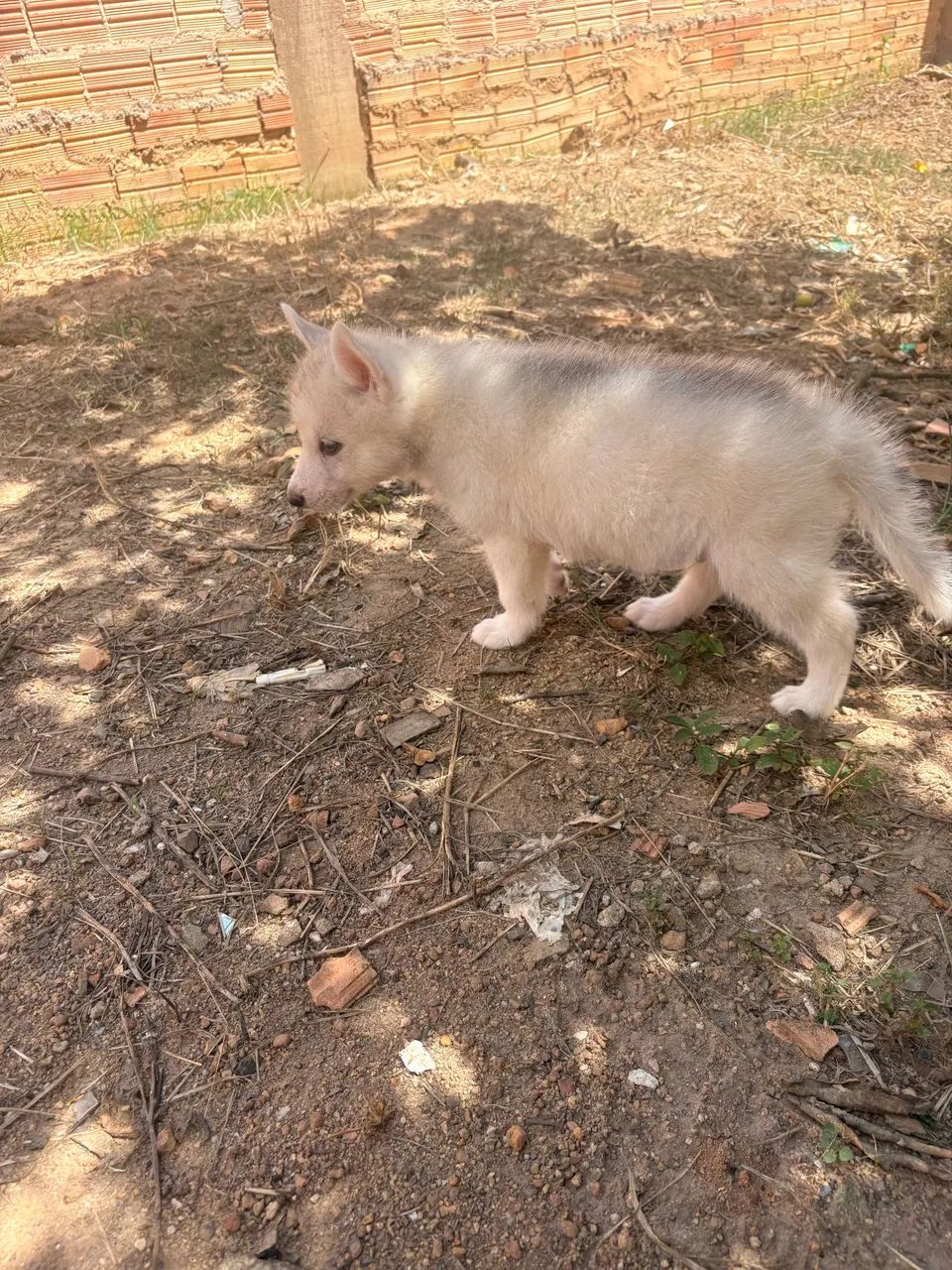 Husky Siberiano Branco  - Foto 2
