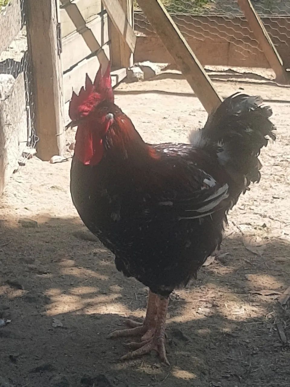 Frango GSB com Genética 100% Pura Já iniciado o Ciclo Reprodutivo Plena e Ativo R$ 200,00 - Foto 2