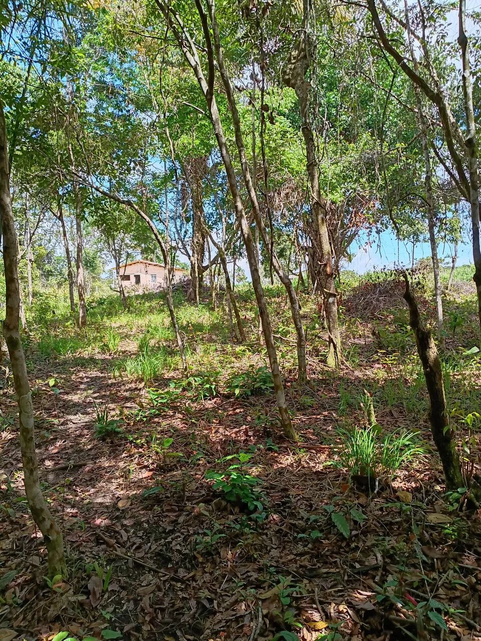 Terreno em tepequem  - Foto 11