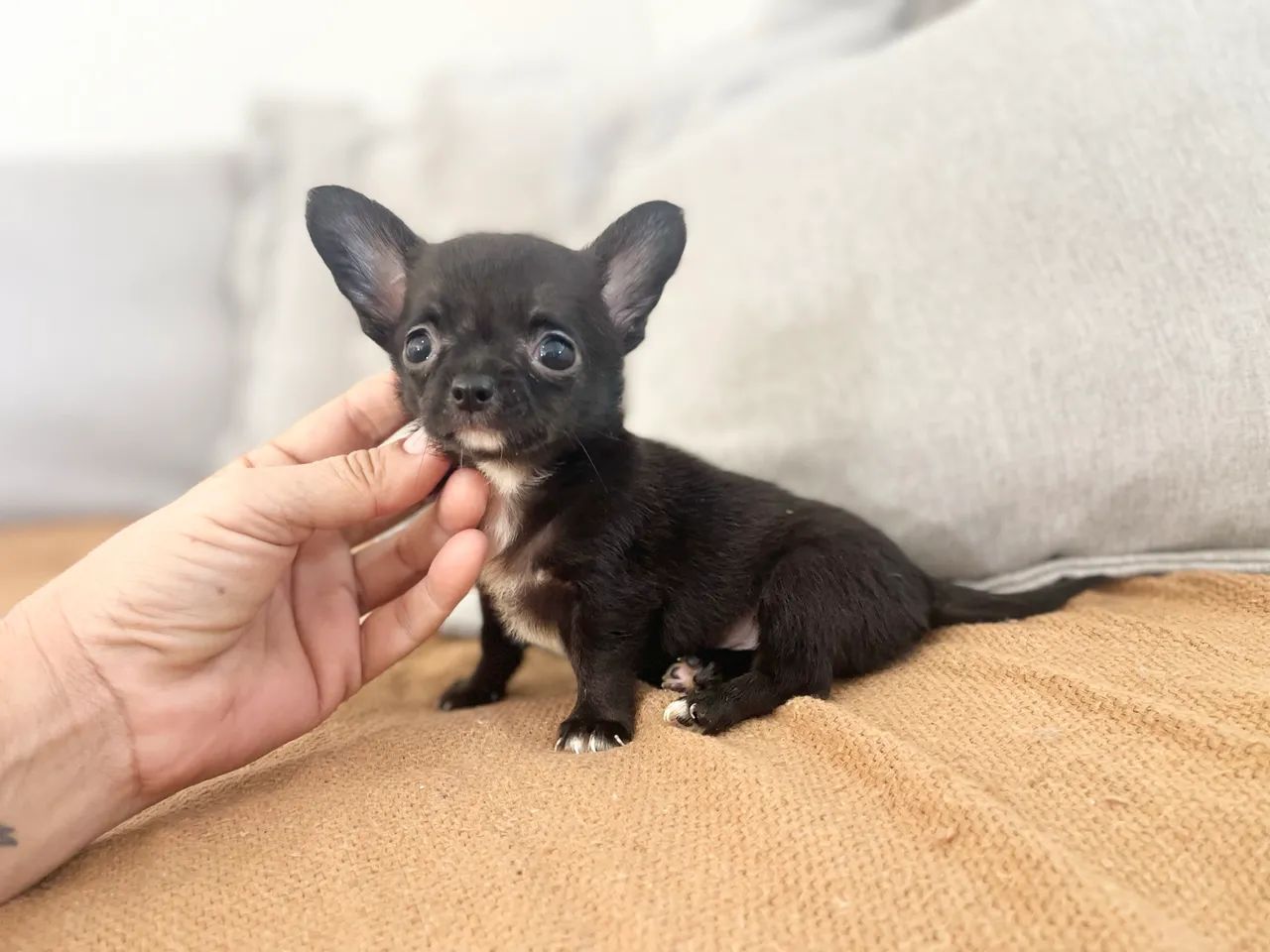 Mini Chihuahua macho com pedigree - Foto 3