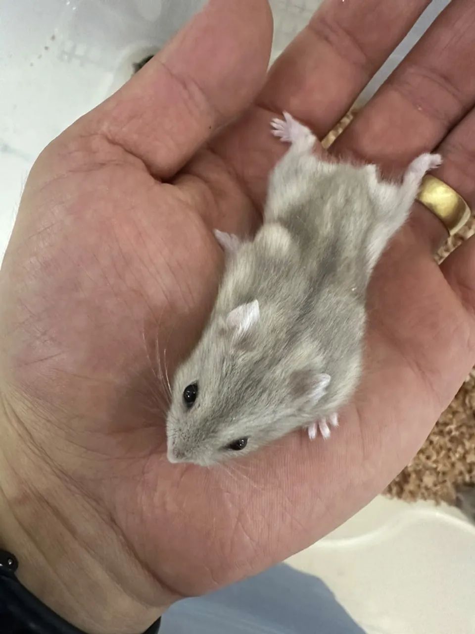 MATRIZ hamster russo - Foto 5