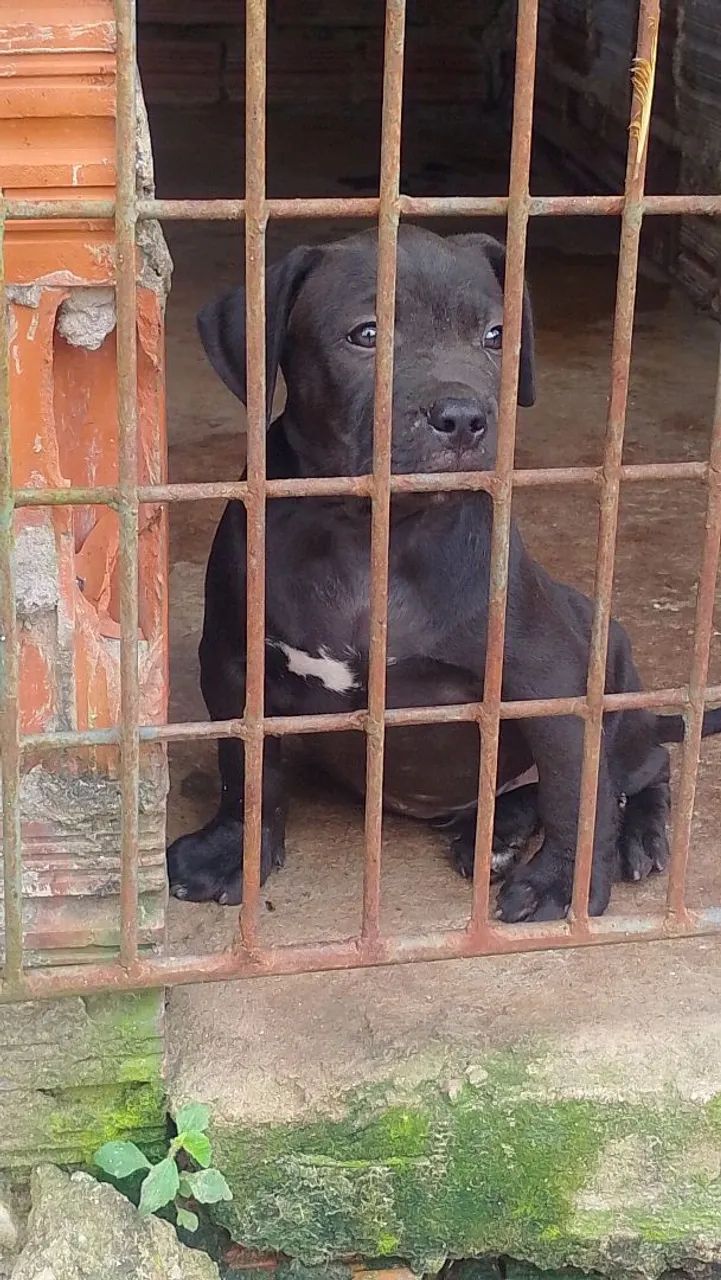 Pra vende  - Foto 3