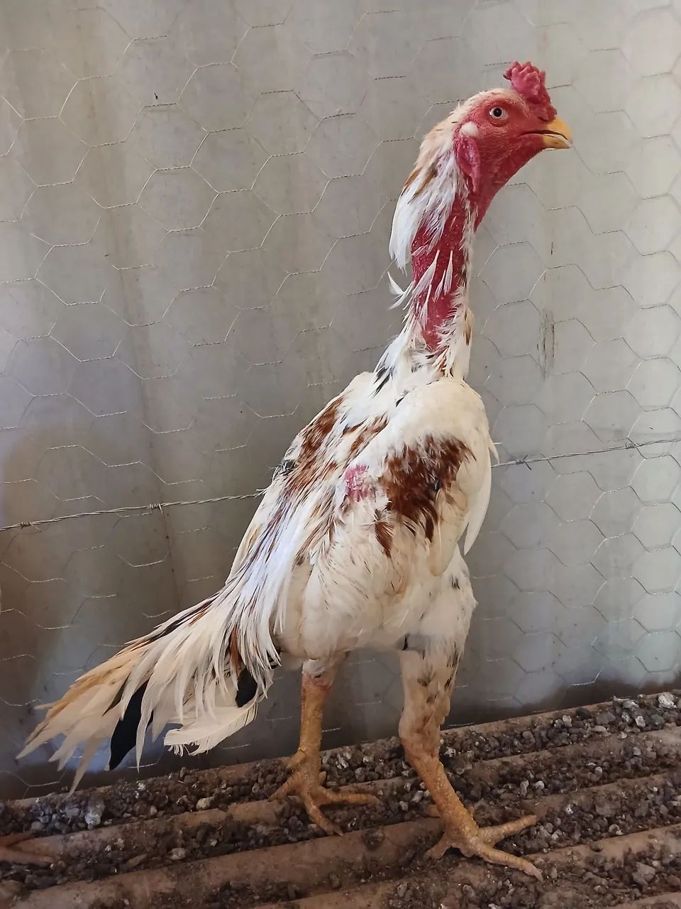 Frango Mura - Foto 4