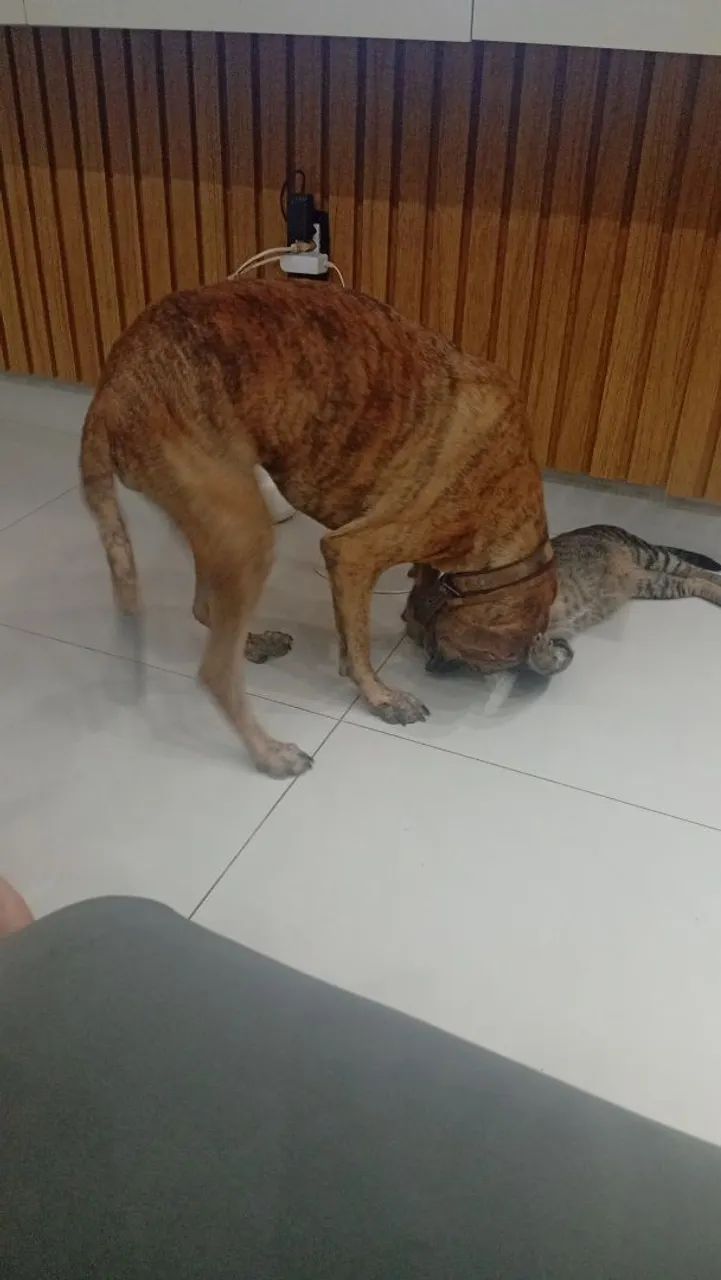 Estou doando esse cachorrinha  - Foto 2