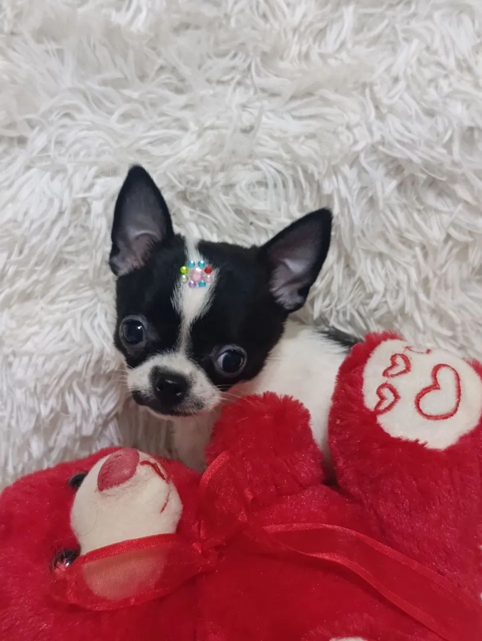 Chihuahua - Foto 3