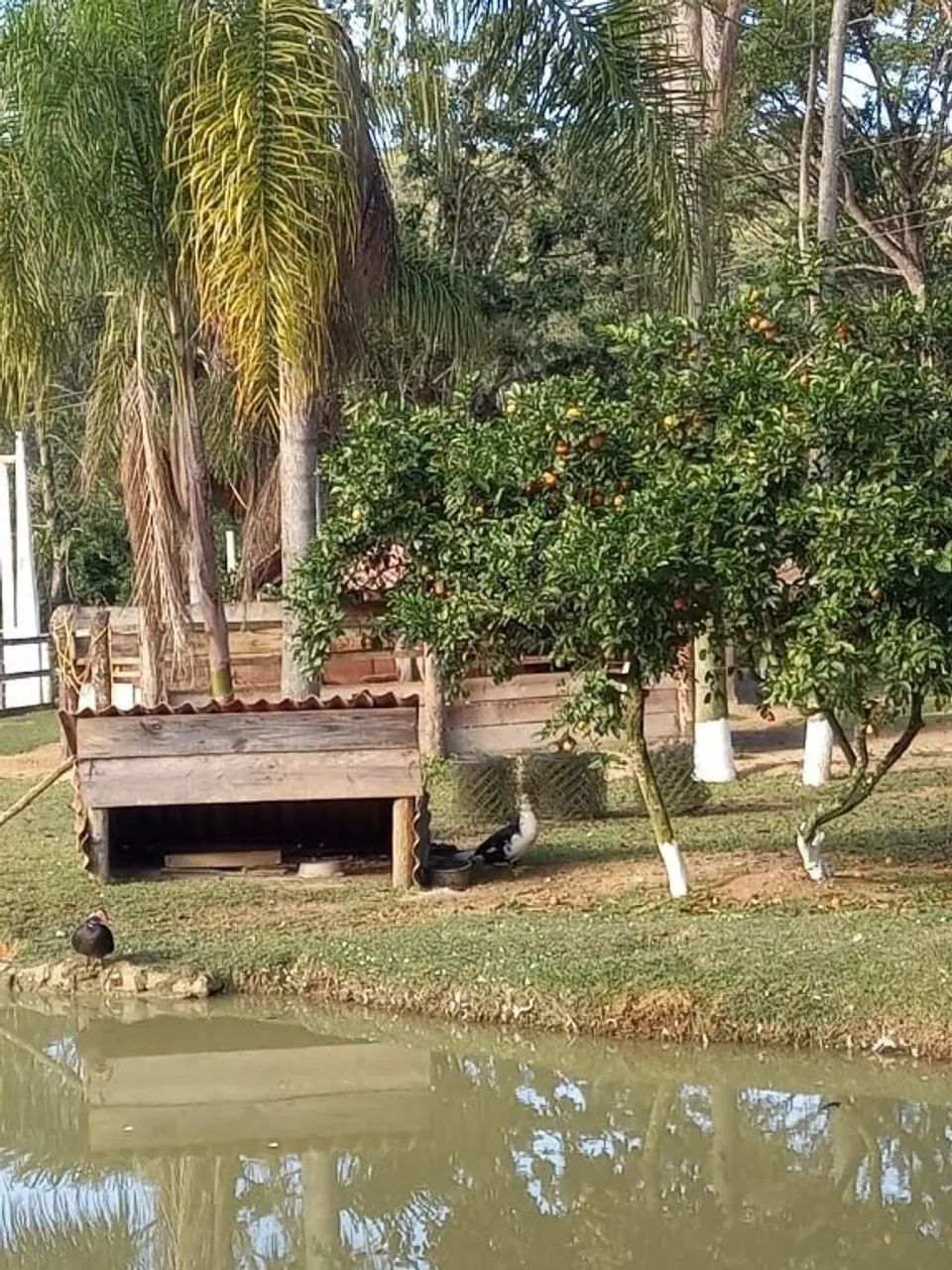 Sítio à venda, 3 m² por R$ 700.000 - São Sebastião - Palhoça/SC - Foto 11