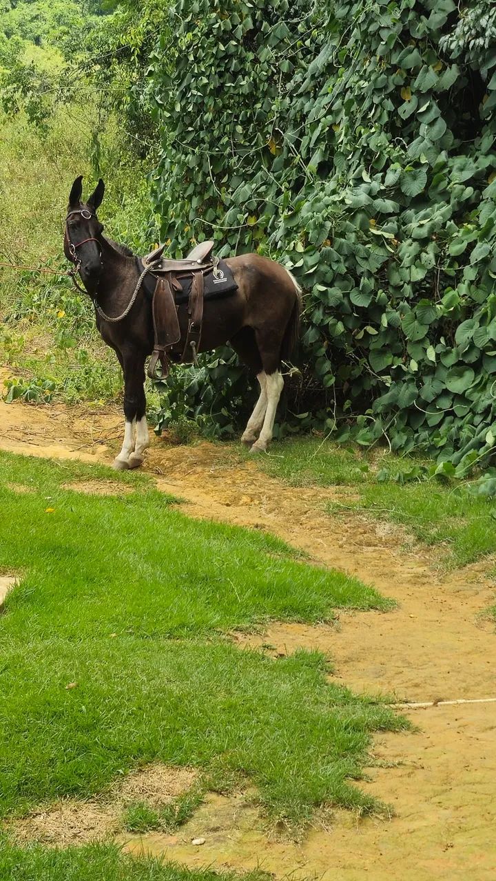 Burro de patrao  - Foto 2