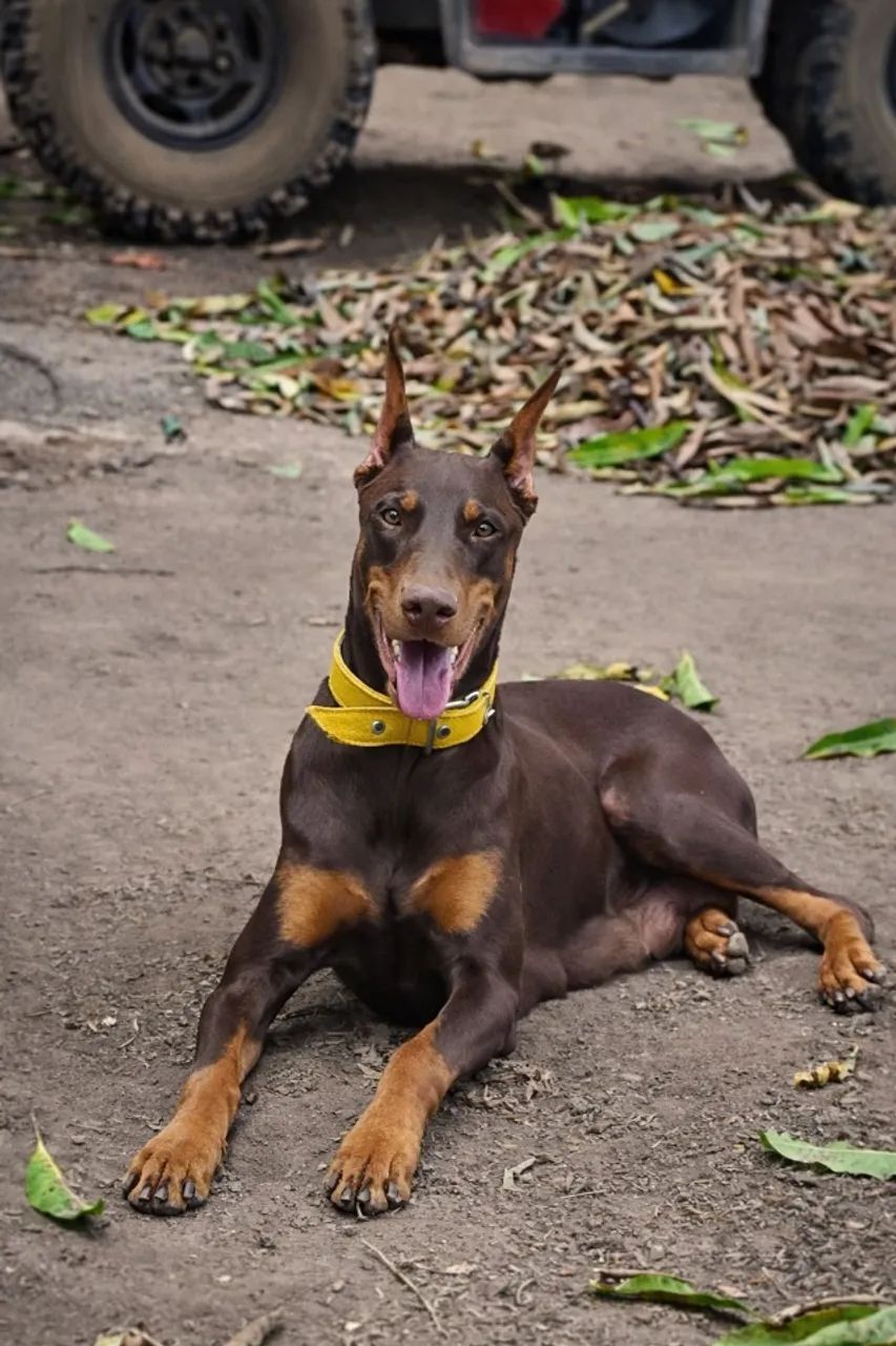 Filhotes de Doberman  - Foto 5