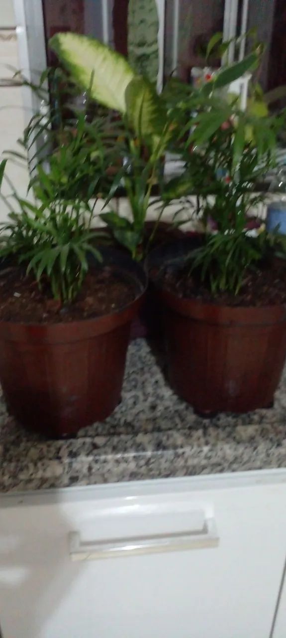Vasos com comigo ninguém pode e outras - Foto 5