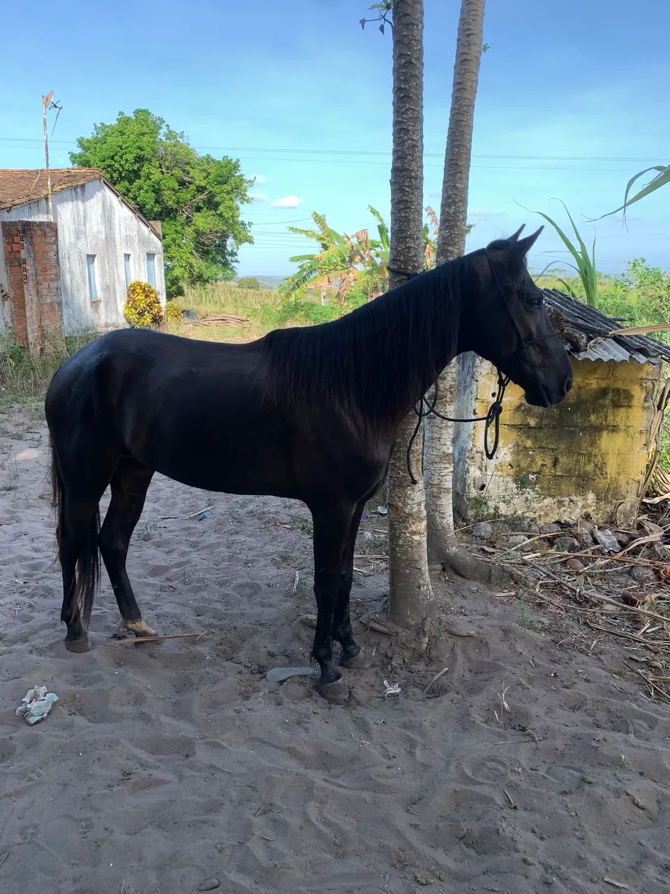 Cavalo mangalarga  - Foto 5