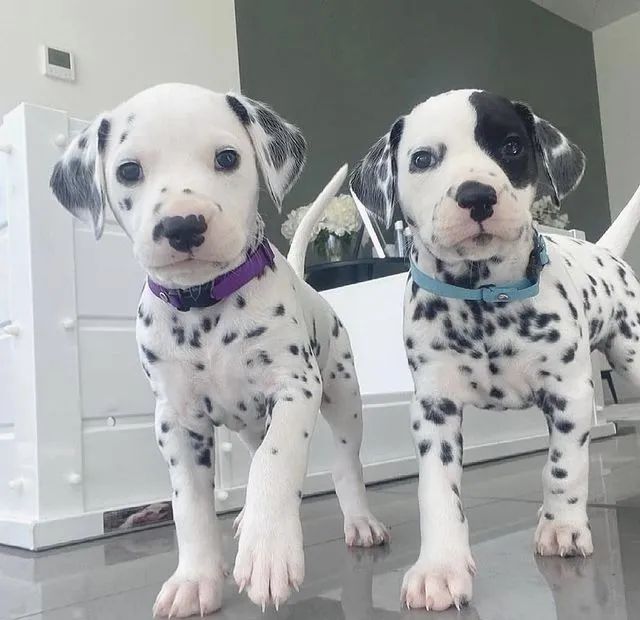 Dalmata lindos - Foto 2