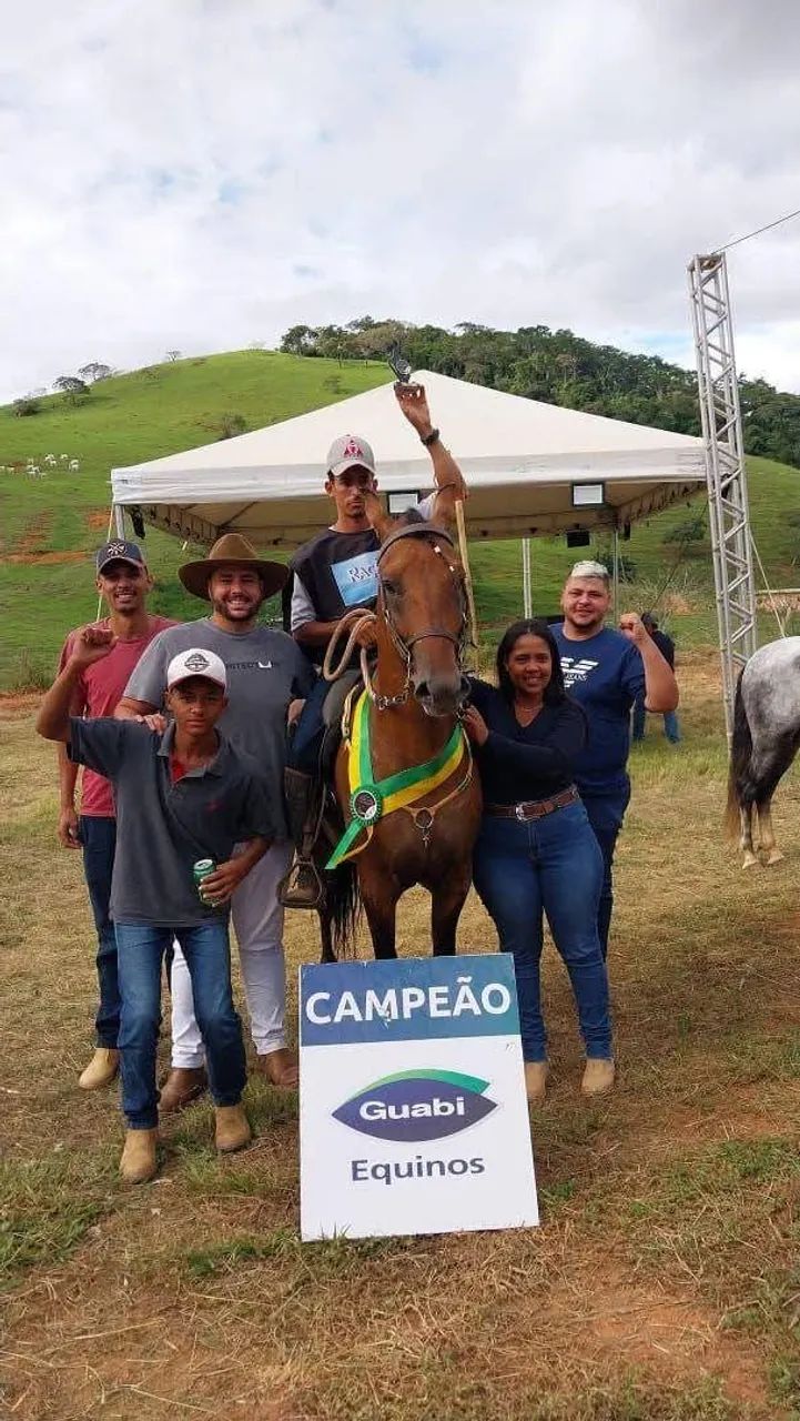 Cavalo marcha batida  - Foto 4