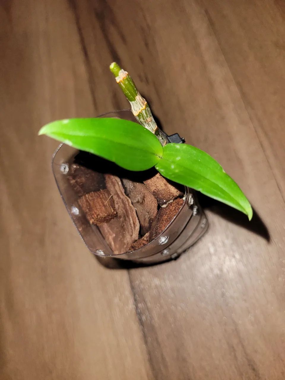 Orquidea - Foto 2