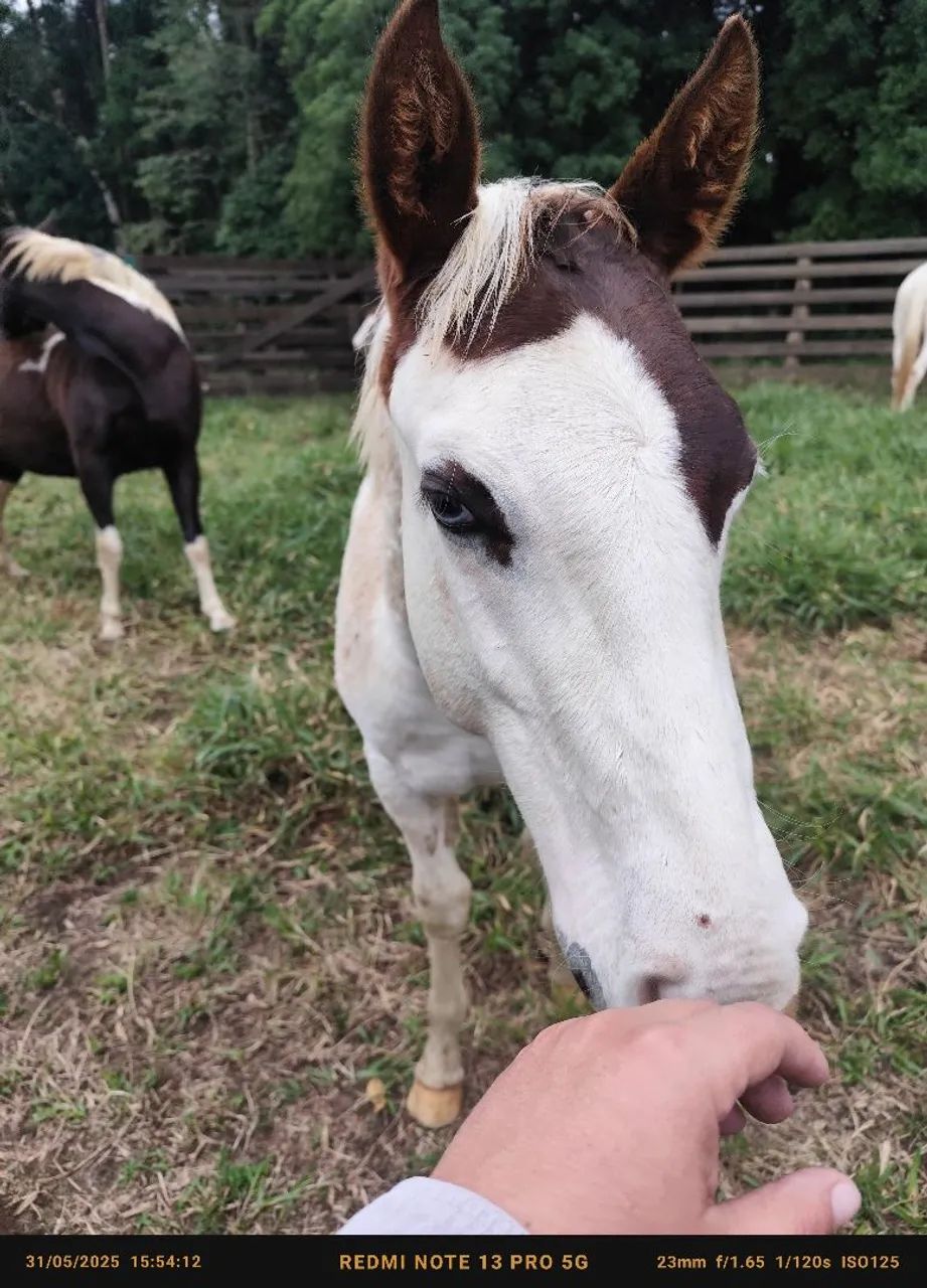 Potros Paint Horse  - Foto 6