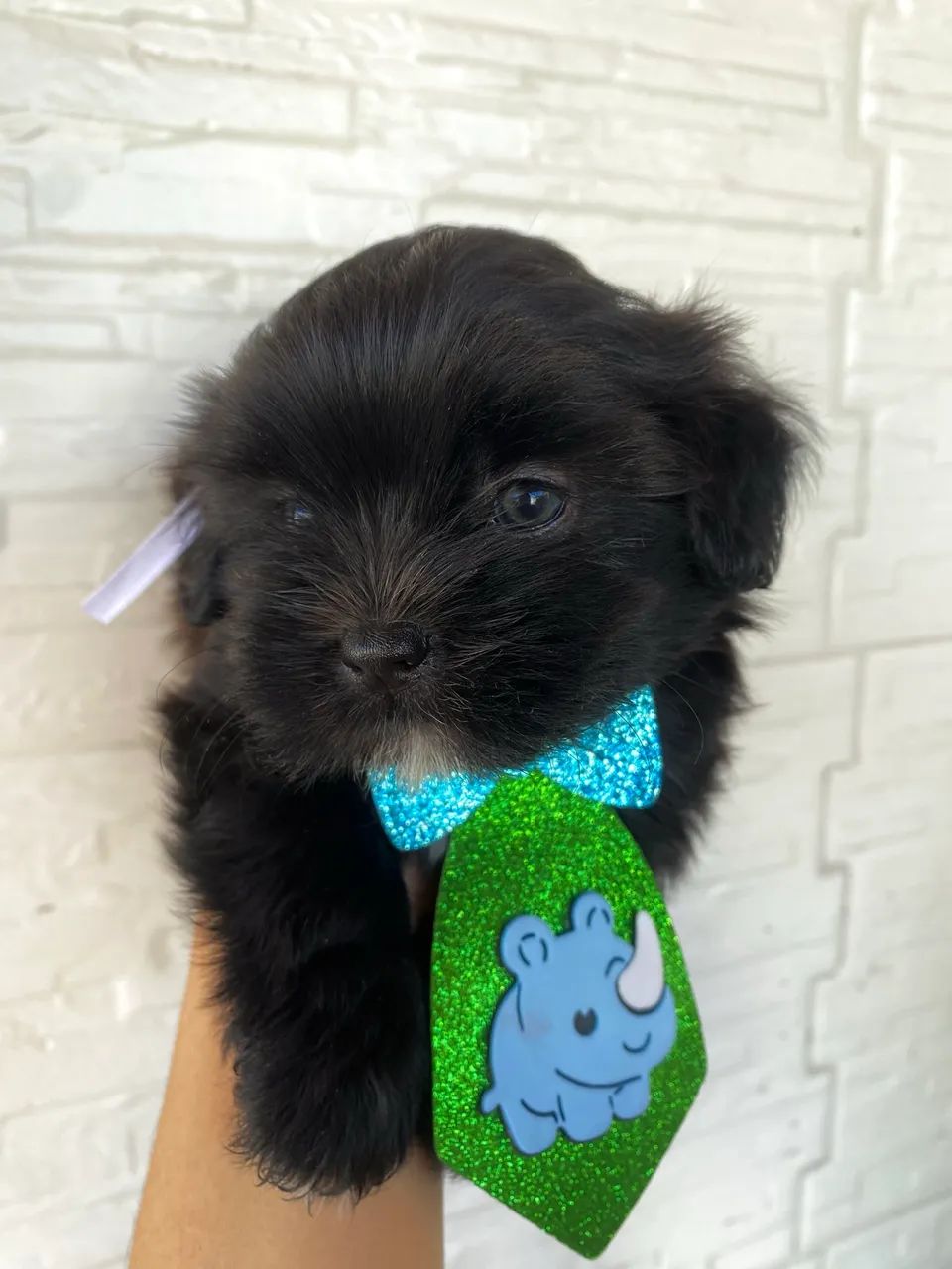Lhasa apso machos e fêmeas  - Foto 4