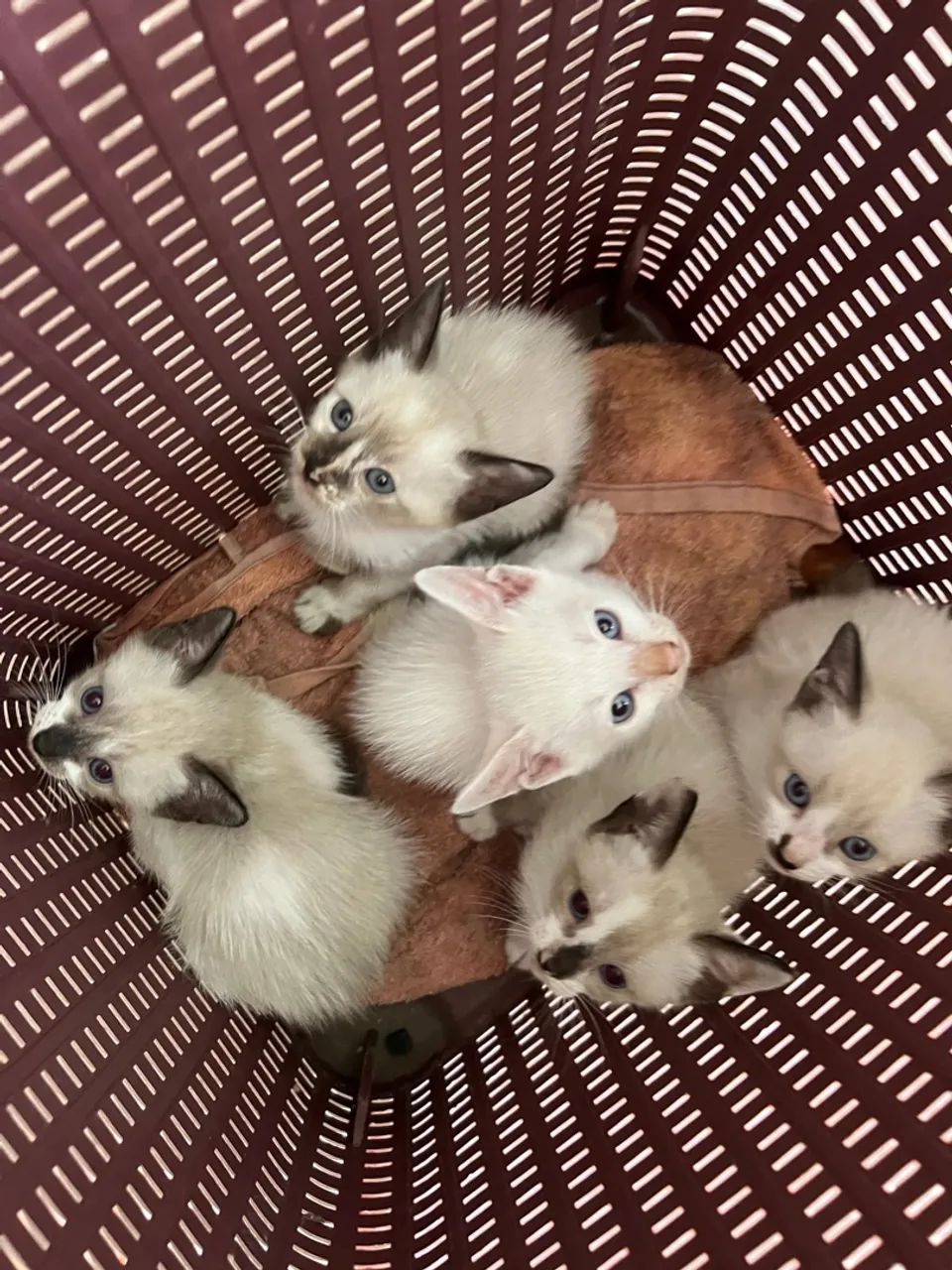 Adoção responsável - Foto 4