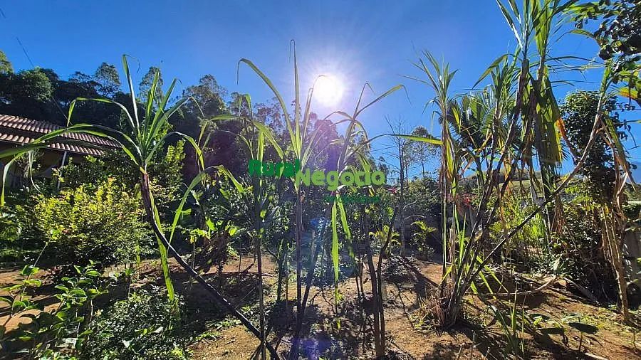 CHÁCARA FORMADA COM POMAR Á VENDA EM PIQUETE-SP - Foto 3