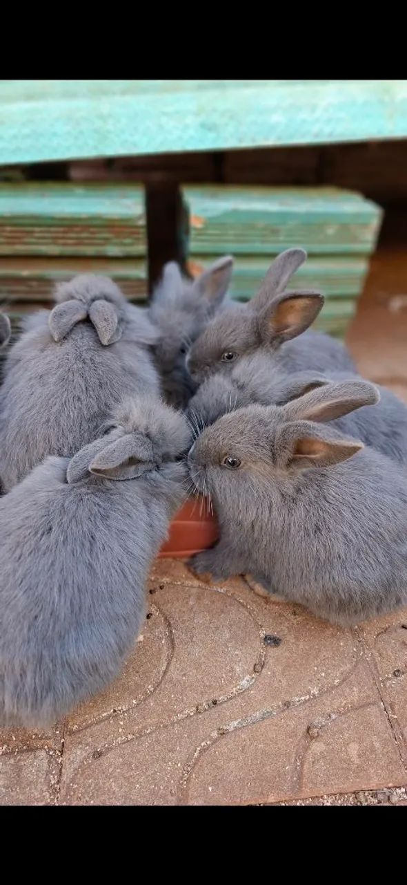 Coelhos