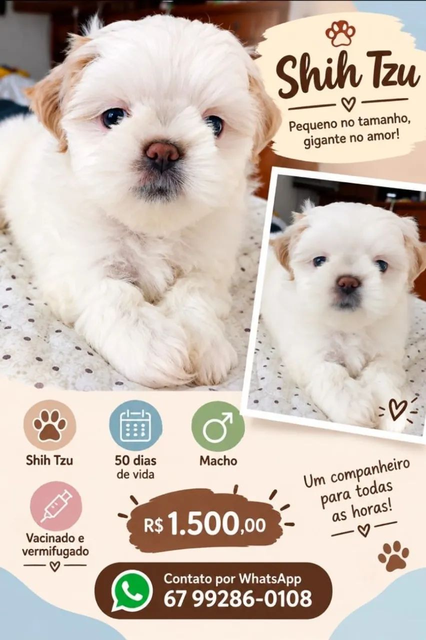 Filhote de cachorro shitzu - Foto 3