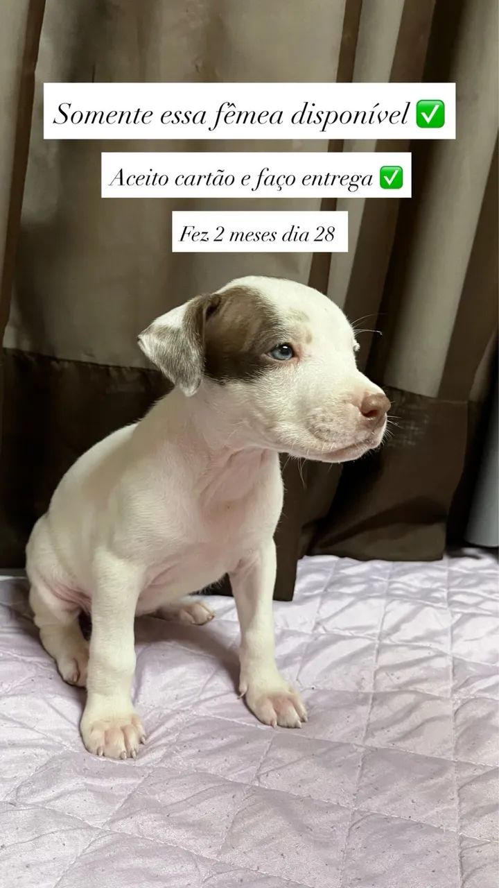 Filhote de Pit bull 