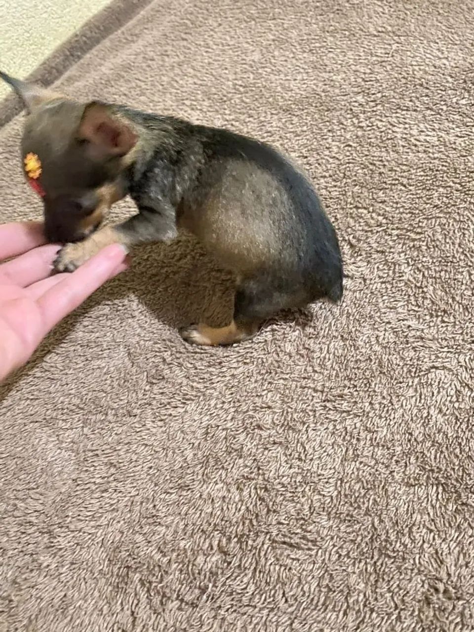 Pinscher machinho  - Foto 4