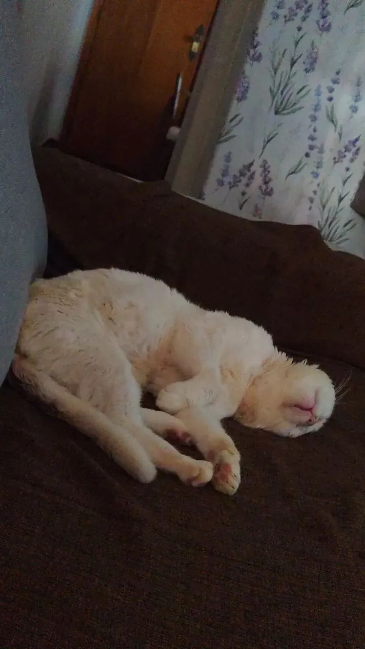 Adoção de gato - Foto 4
