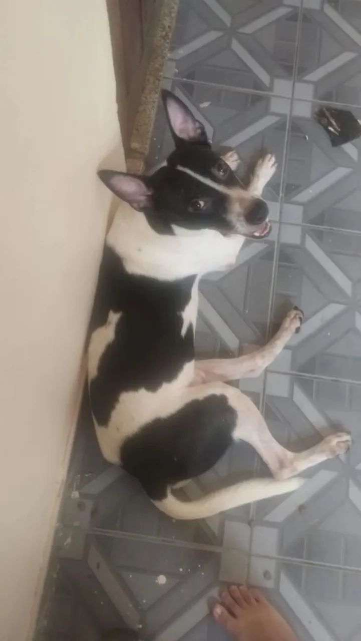doa se esse cachorro  - Foto 2