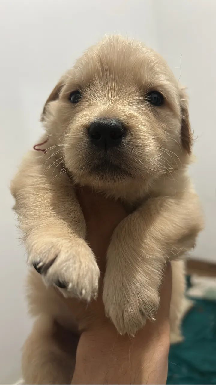 Golden retriever  - Foto 2
