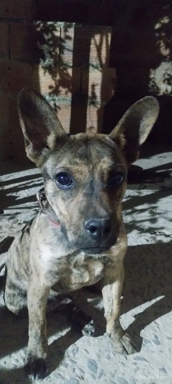 Cachorro 