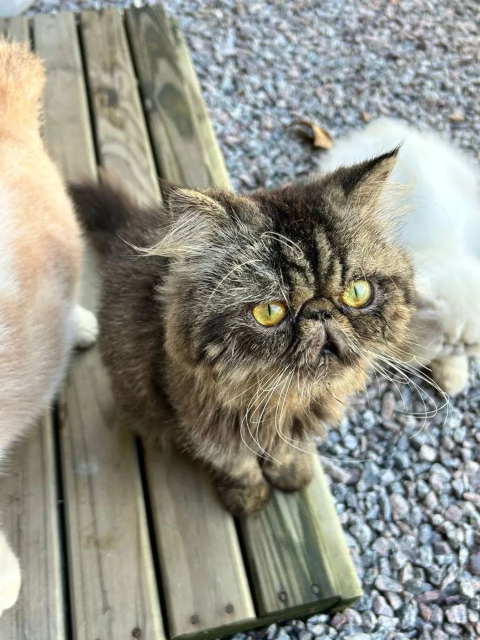 Gato macho 