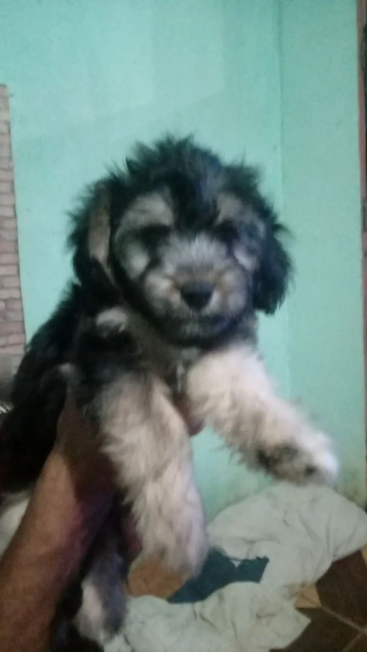 Venda de poodle  - Foto 4