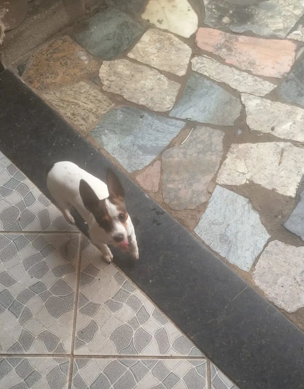 PINSCHER 1 - Foto 2