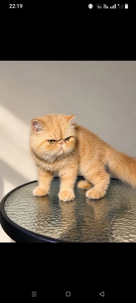 Gato persa  - Foto 3