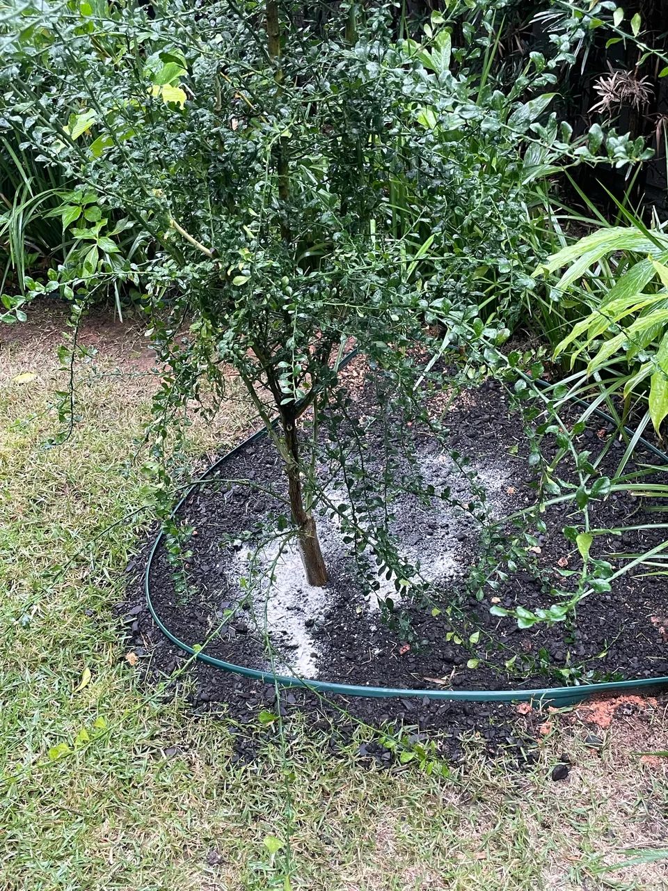 MW  jardinagem e paisagismo  - Foto 4
