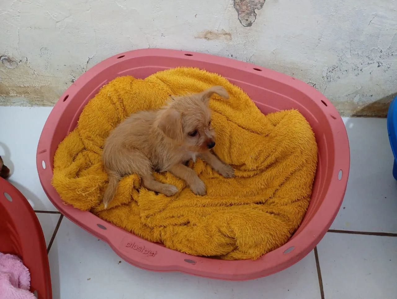 Maltês com pinscher  - Foto 3