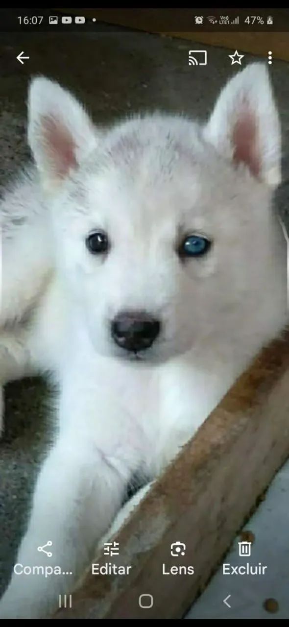 Filhotes de husky siberiano  - Foto 3