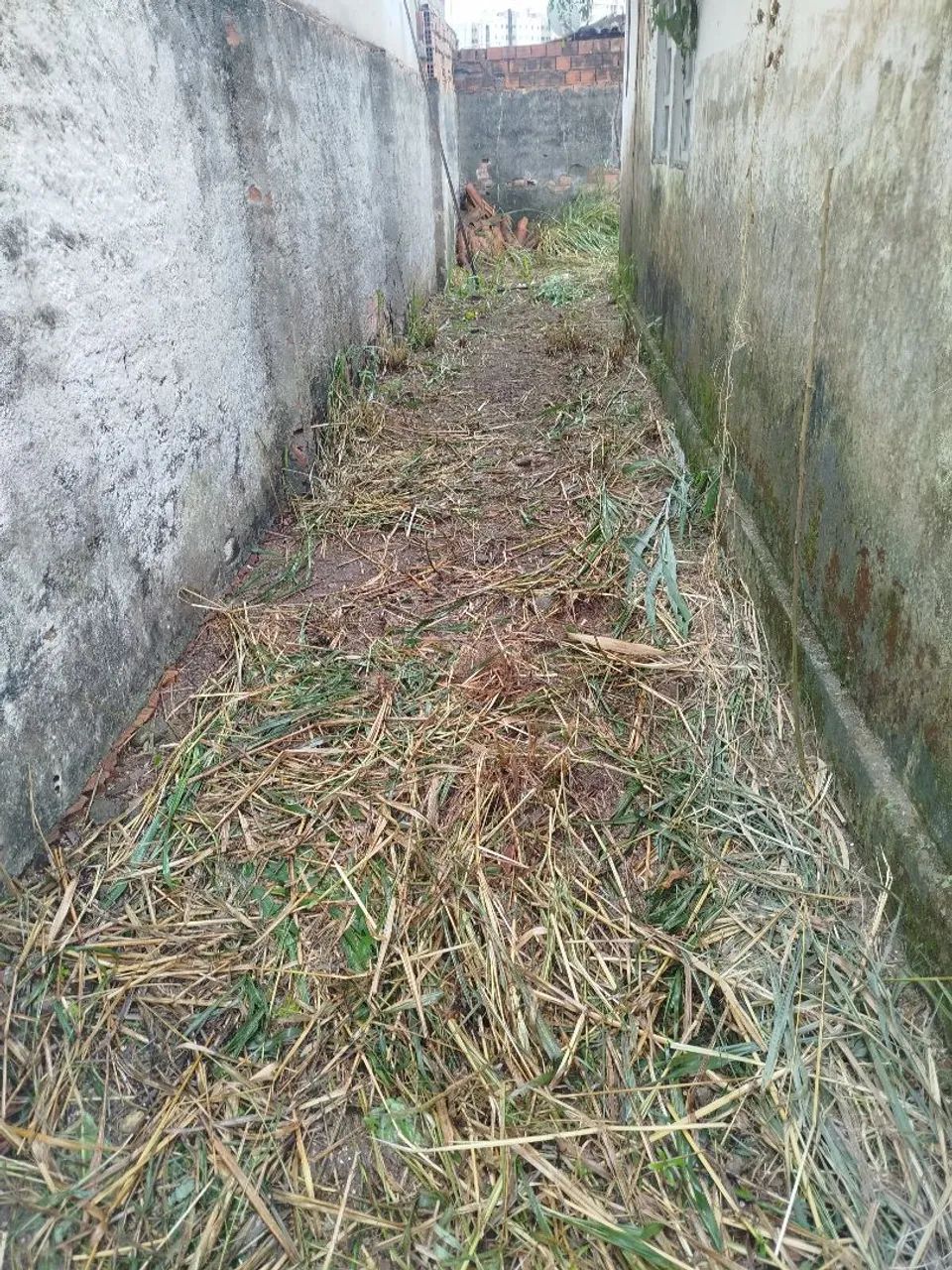Jardinagem em Maceió  - Foto 2