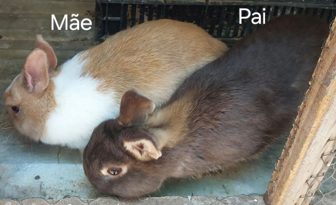 Coelha Netherland dwarf  - Foto 2