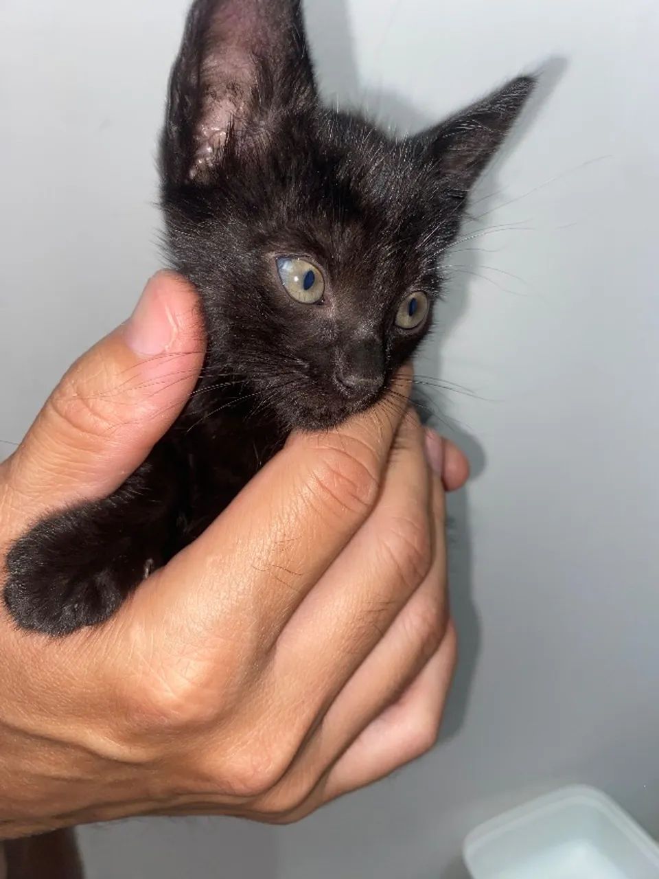 Gatinha filhote fêmea 