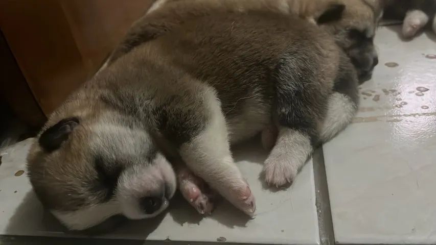 FILHOTES AKITAS 