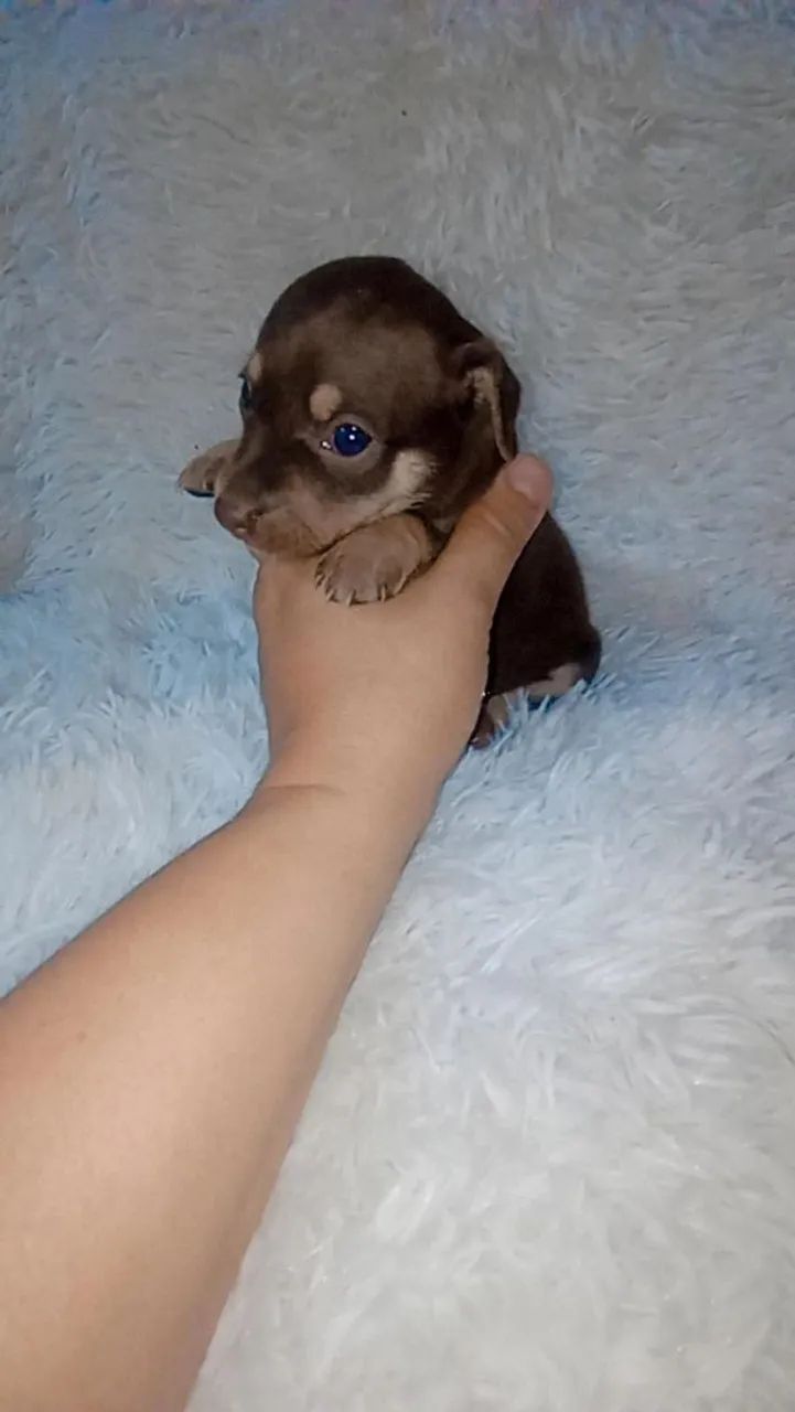 Pinscher zero chocolate ( Macho e fêmea) - Foto 3