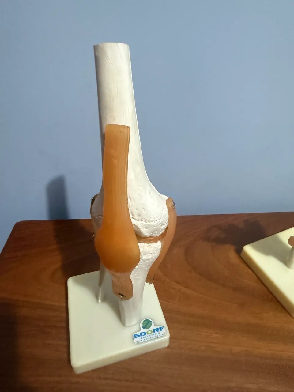 Modelos anatômicos  - Foto 3