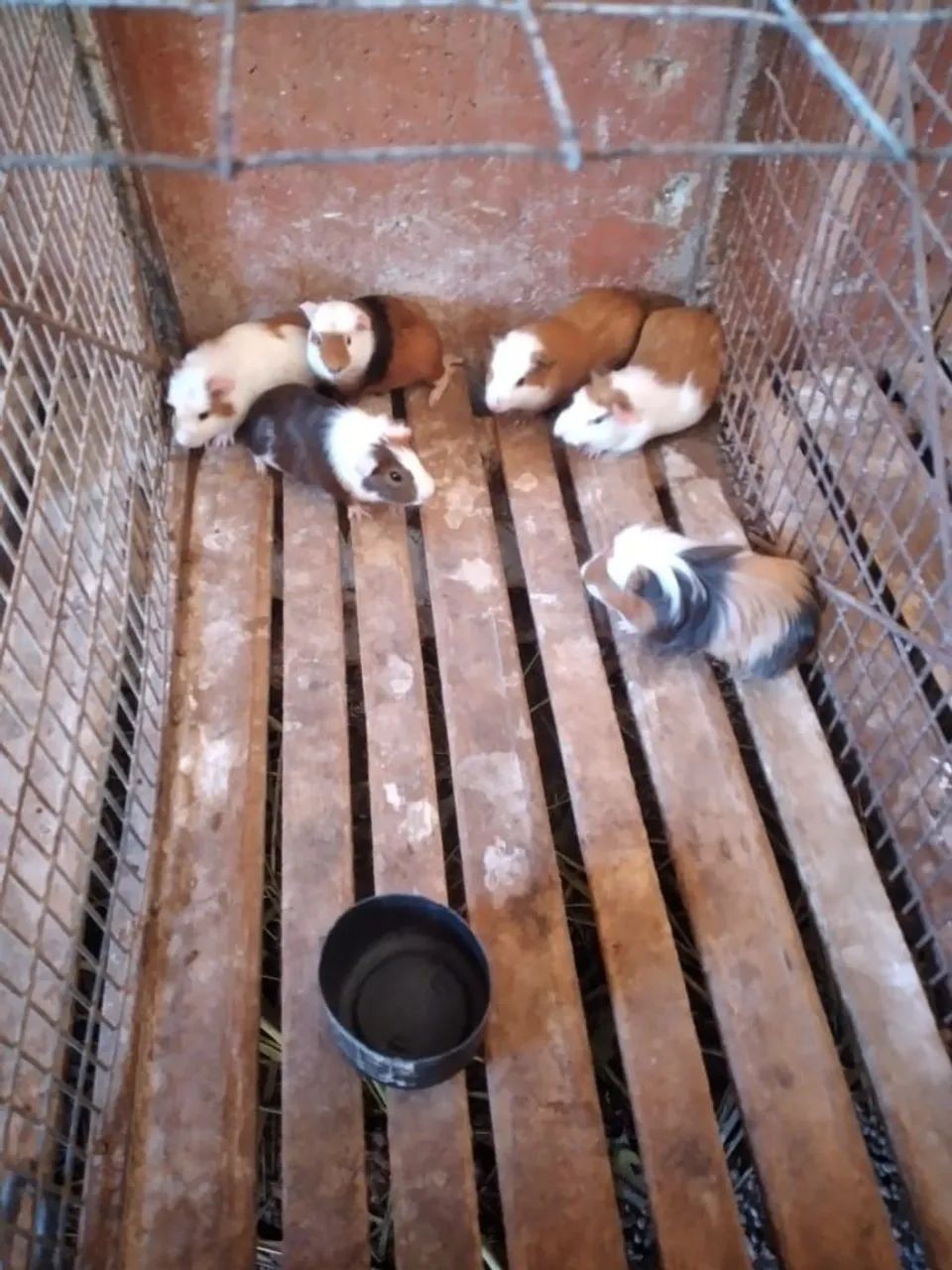 Porquinho da índia macho  - Foto 3