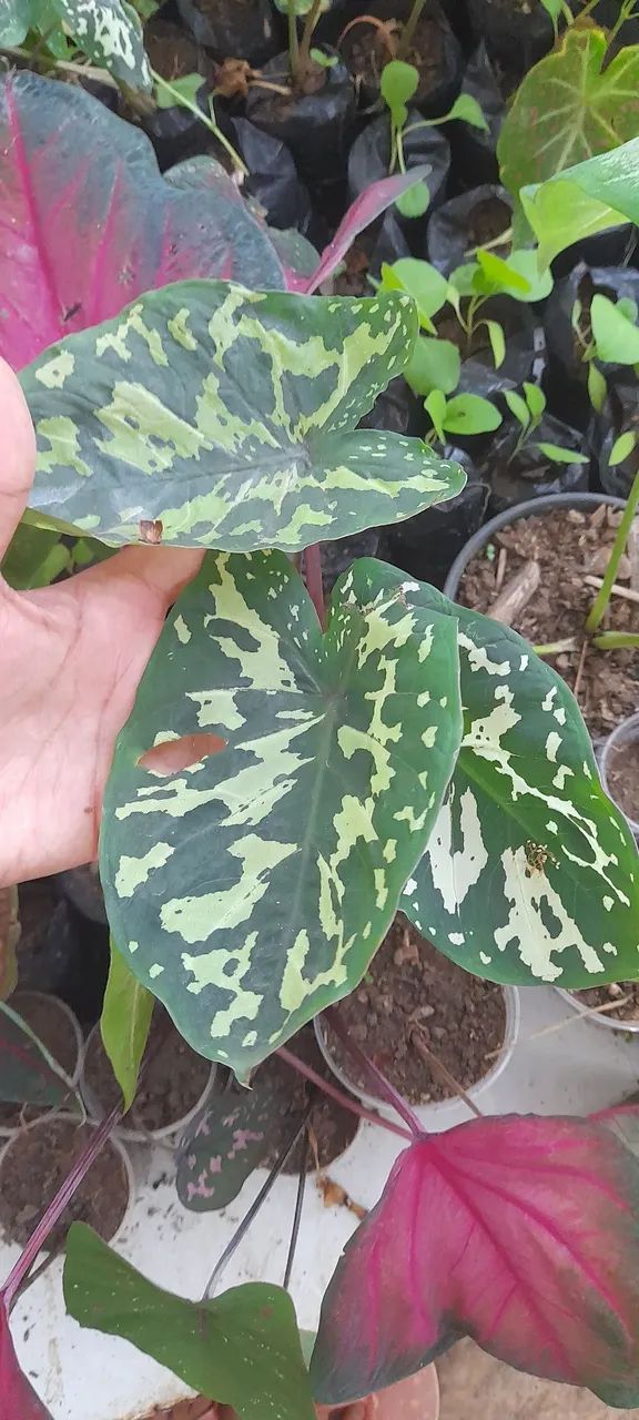 Caladium militar  - Foto 5