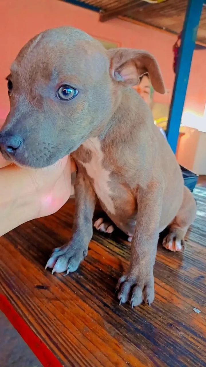 Pit Monster cm American Bully  - Foto 3