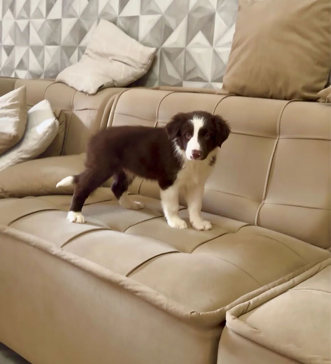Cachorro  - Foto 3