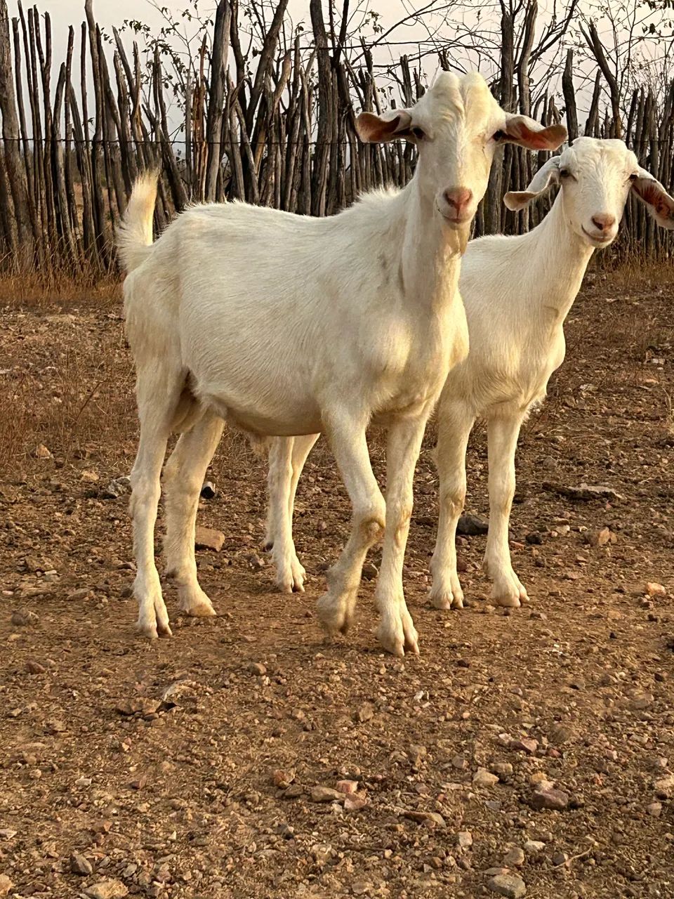 Cabrito Saanen - Foto 2