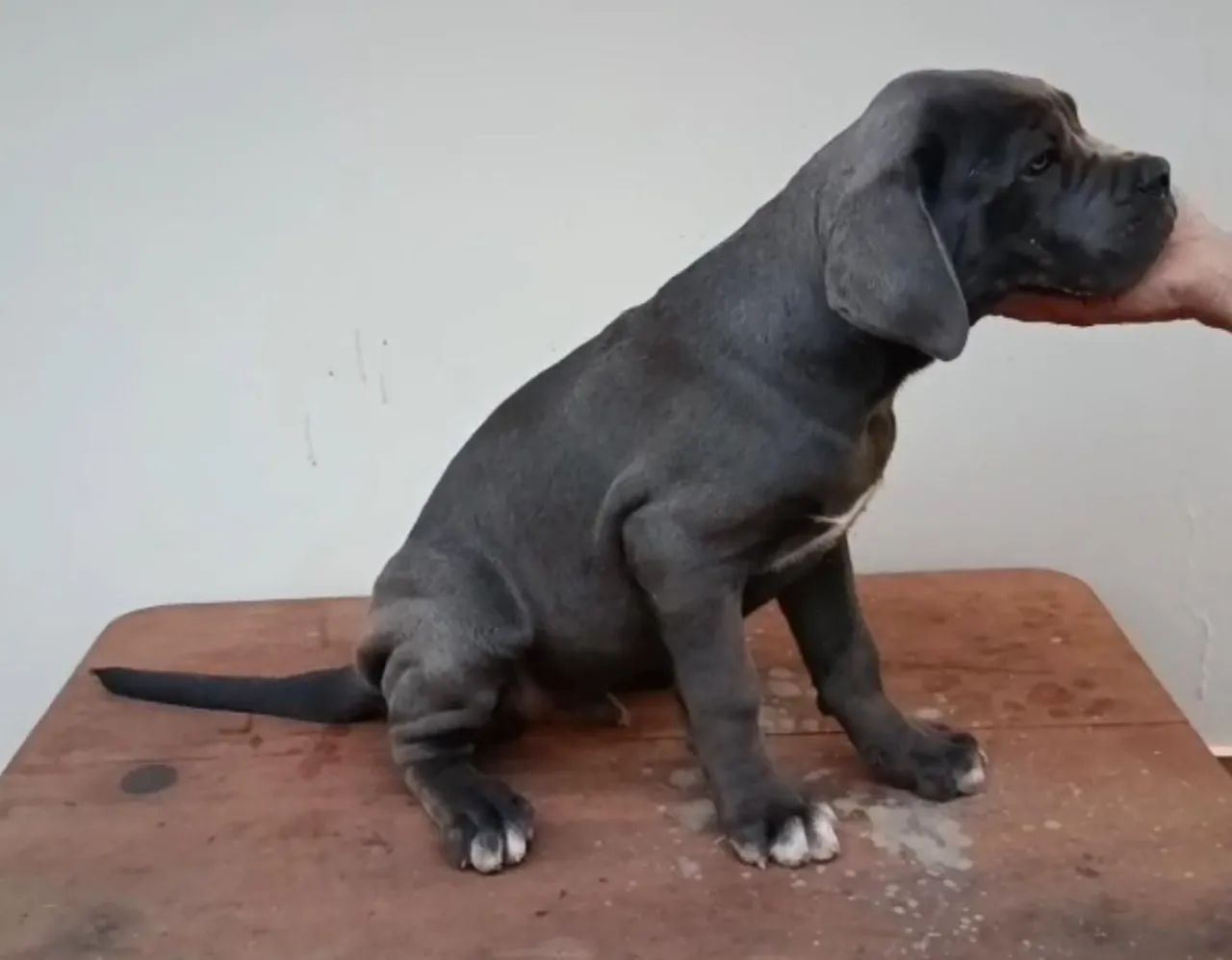 Filhote de Cane corso - Foto 2